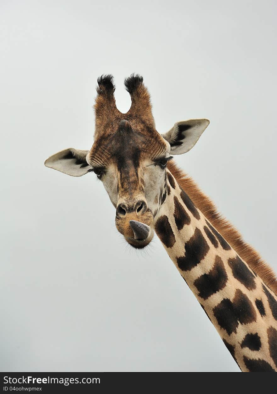 A Giraffe