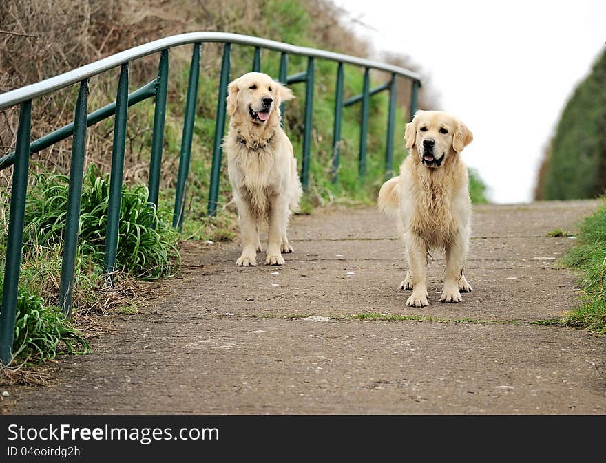 Two Happy Dogs went for a walk. This photo is suitable for dog advertising. Two Happy Dogs went for a walk. This photo is suitable for dog advertising.