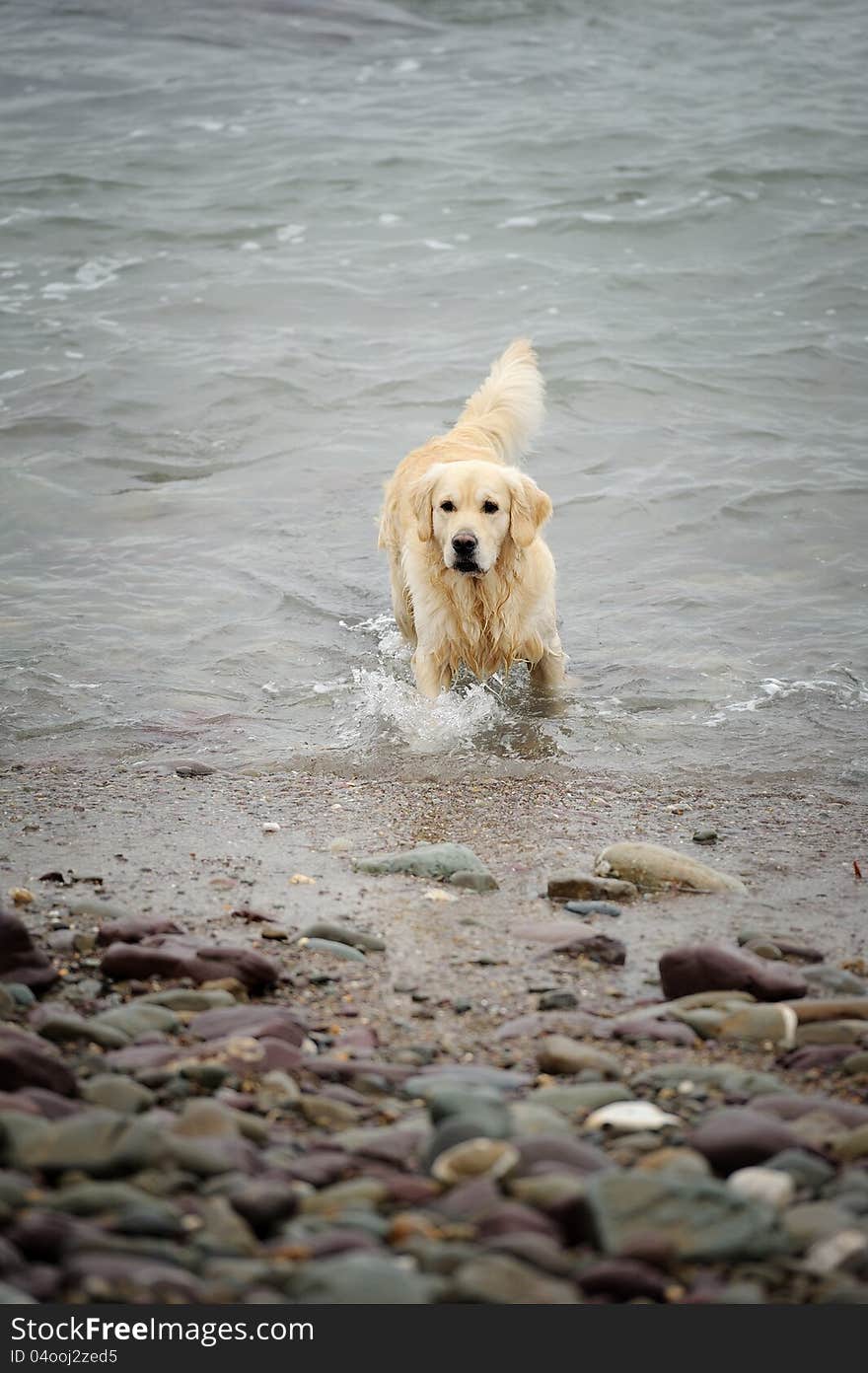 A happy dog after bathing. This photo is suitable for dog advertising. A happy dog after bathing. This photo is suitable for dog advertising.