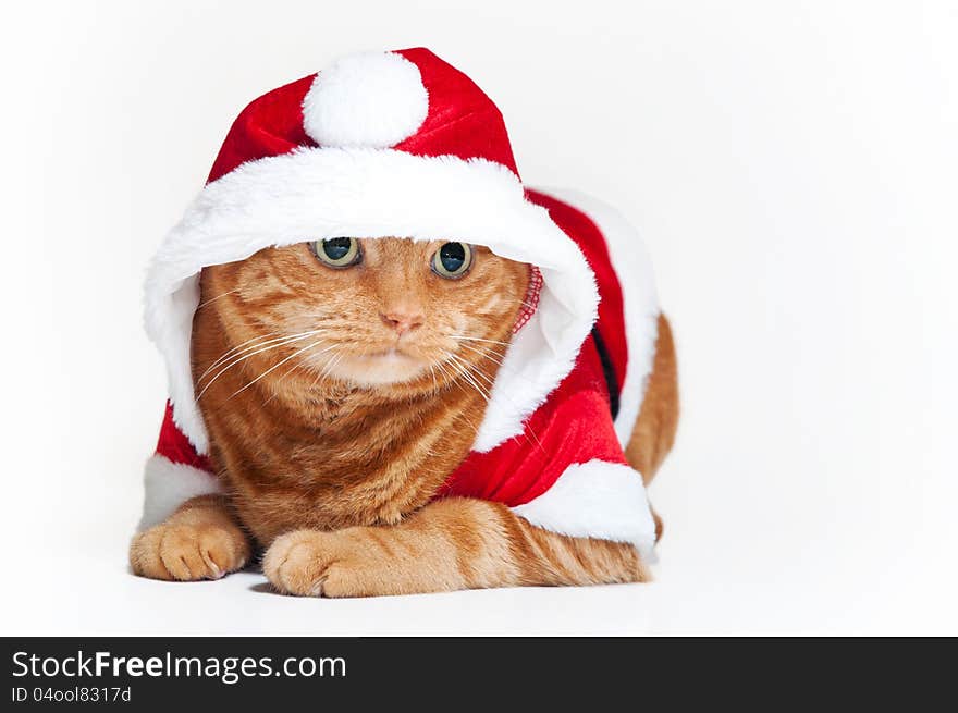 A fat orange Tabby cat lying down and wearing a red and white Santa suit. A fat orange Tabby cat lying down and wearing a red and white Santa suit