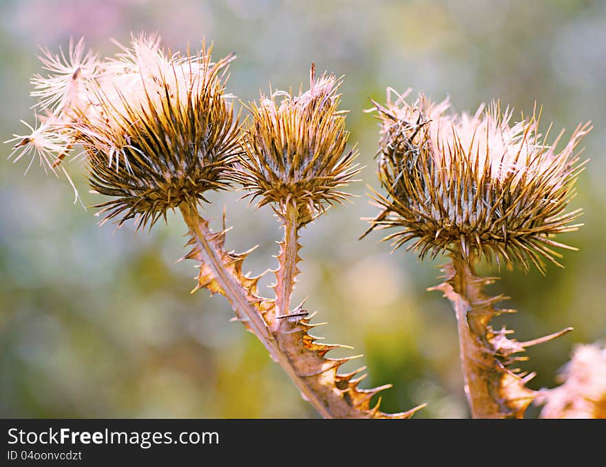 Close up of purple thistles in summer  on yellow green bokeh  background