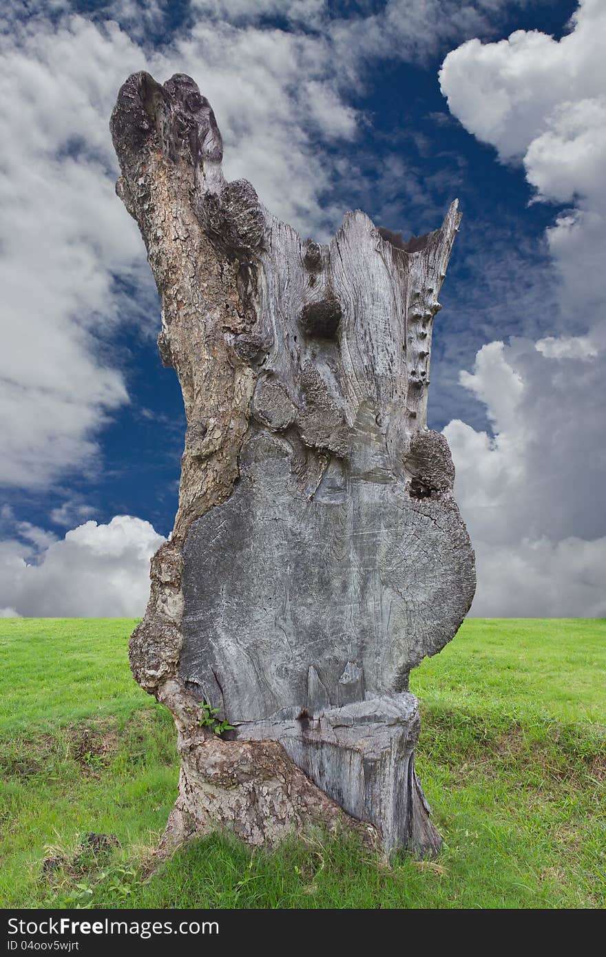 Section of a tree stump in background blue clouds with a large surface roughness, which is located on the green grass. Section of a tree stump in background blue clouds with a large surface roughness, which is located on the green grass.