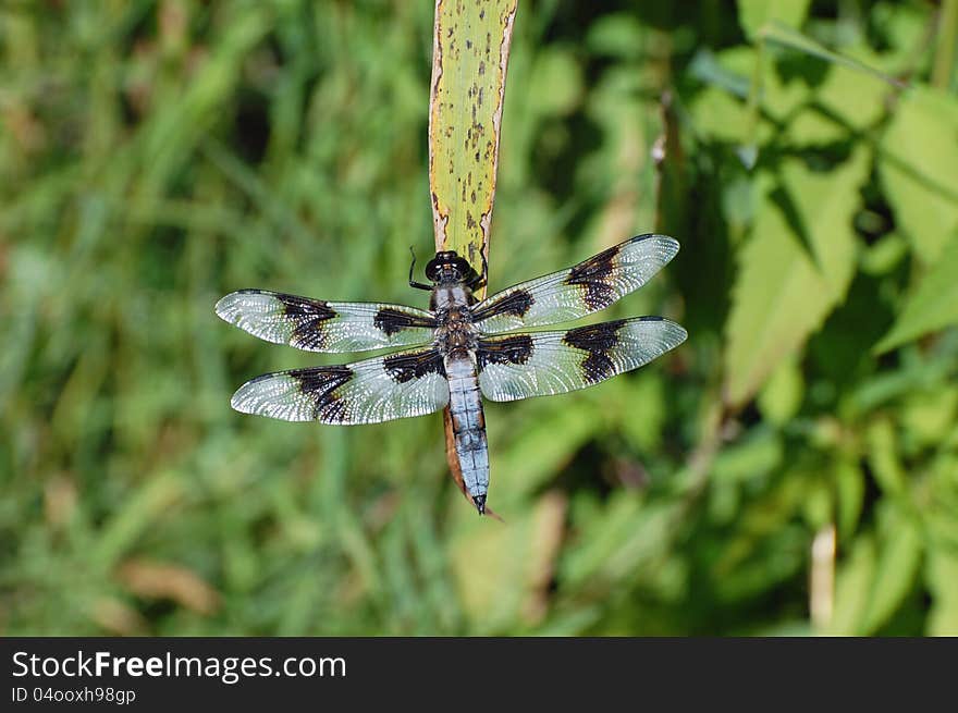 Eight Spotted Skimmer