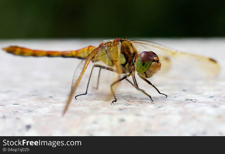 Dragonflies in the marble rest. Dragonflies in the marble rest