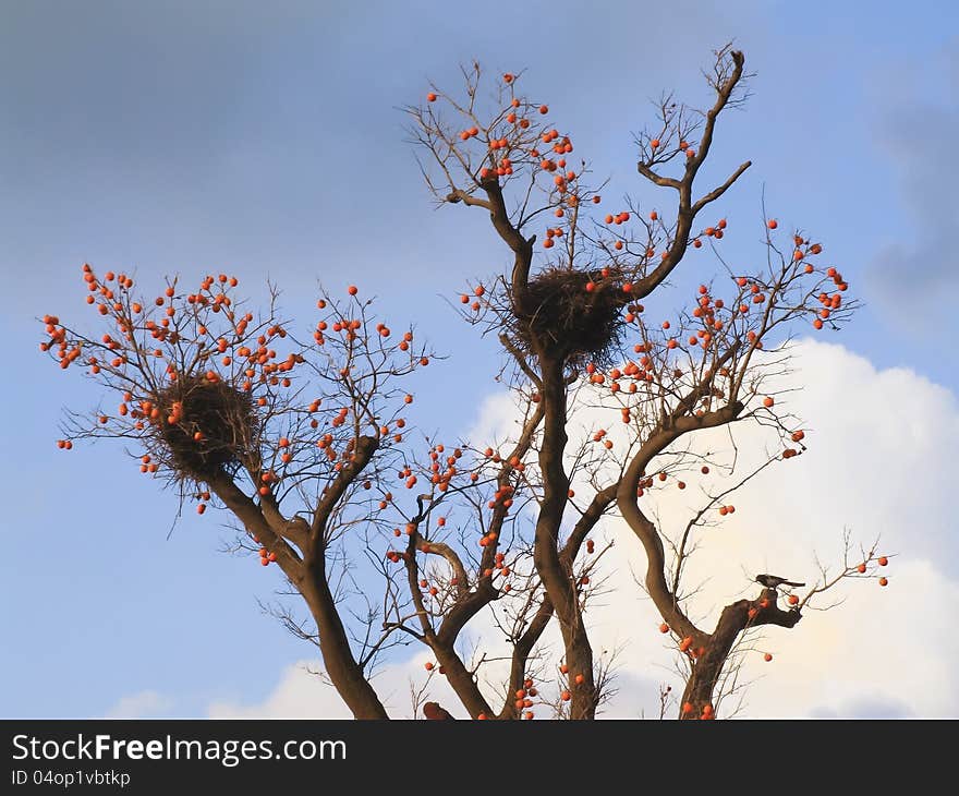 Persimmon fruit trees and bird's nest
 in autumn. Persimmon fruit trees and bird's nest
 in autumn