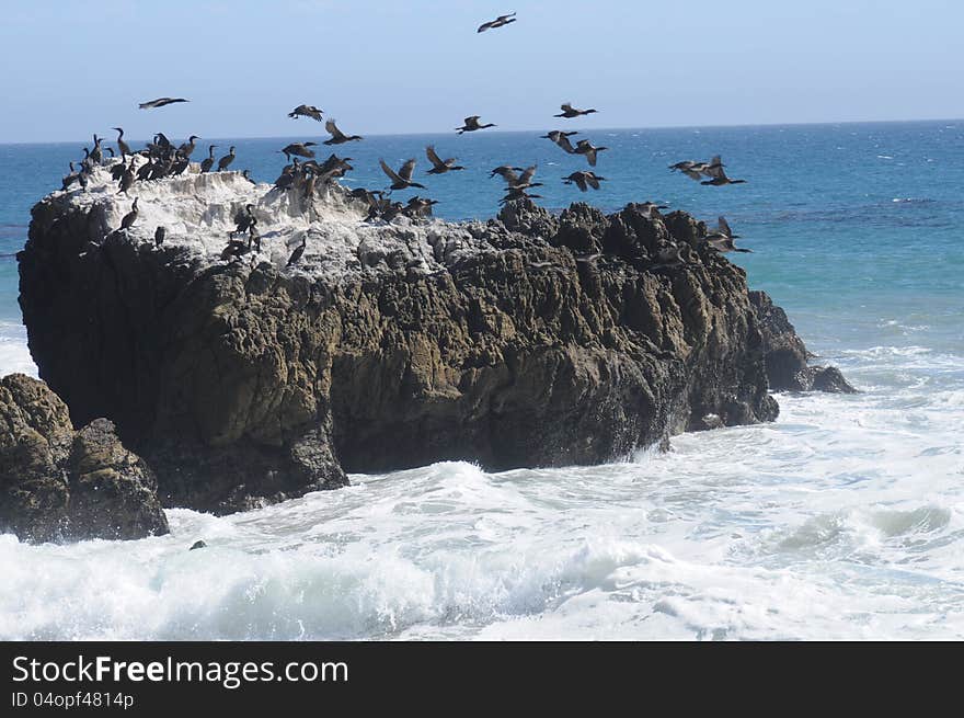 Seabirds in flight