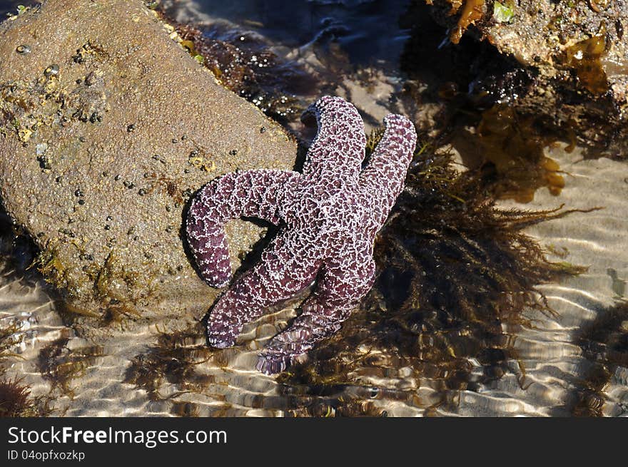 Tide pool star fish