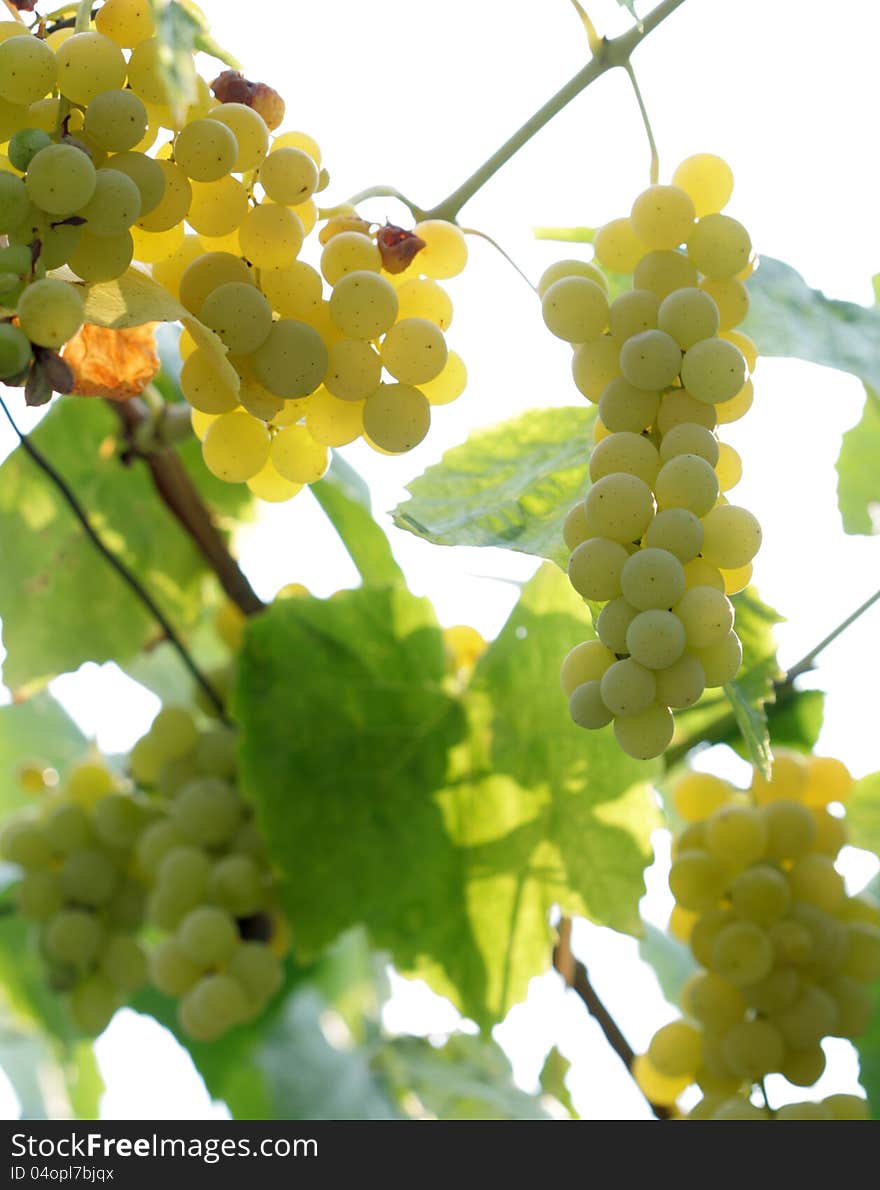 Ripe  white grape