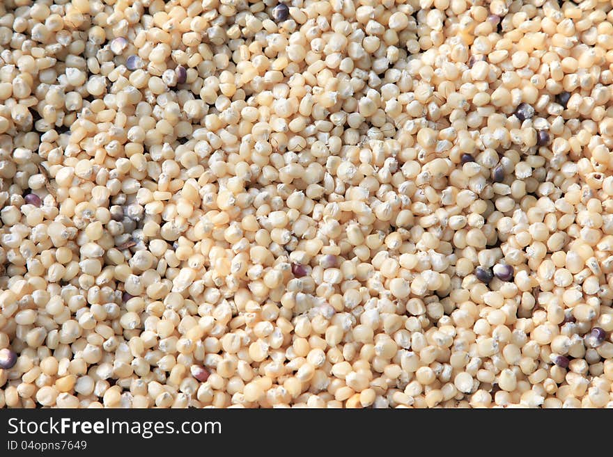 Dry grains of corn background