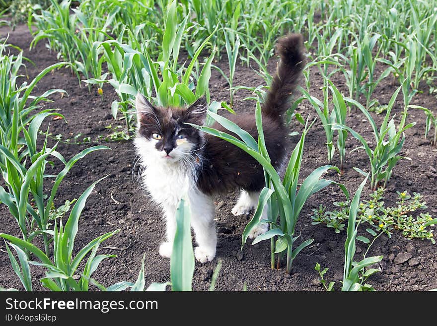 Tiny wild cat in the field