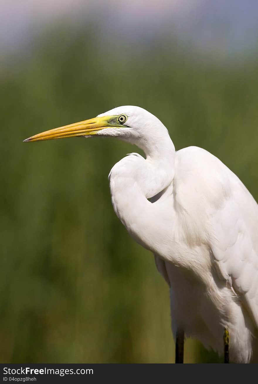 Great white egret bird portrait