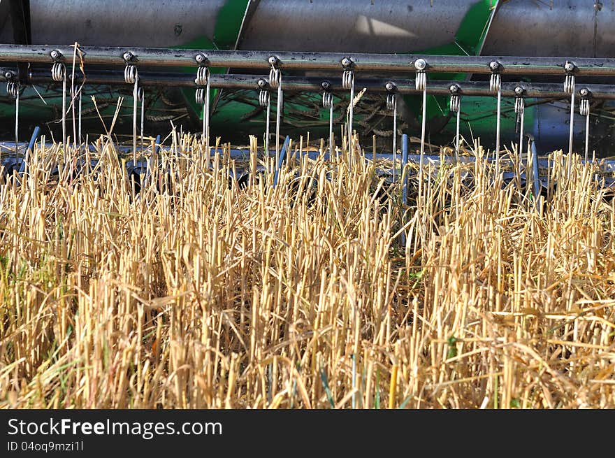 Harvested wheat field