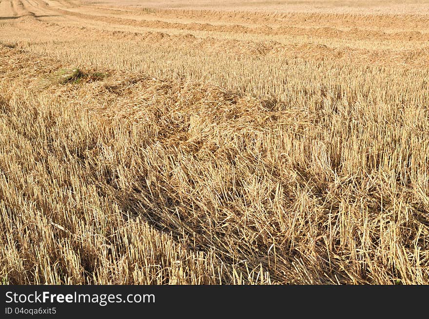 Harvested wheat field