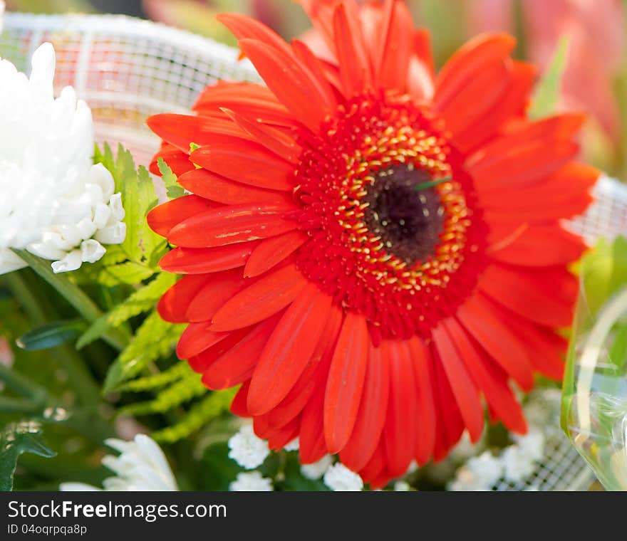 Red flower