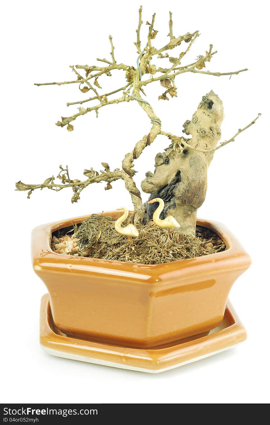 Bonsai tree in a pot