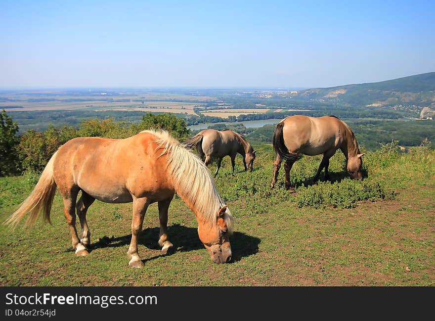 Three horses on hill with nice landscape