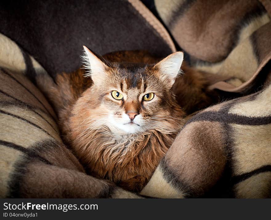 Somali cat close up in a shadow. Somali cat close up in a shadow