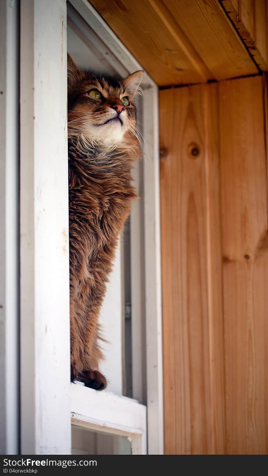 Somali cat seating in a window