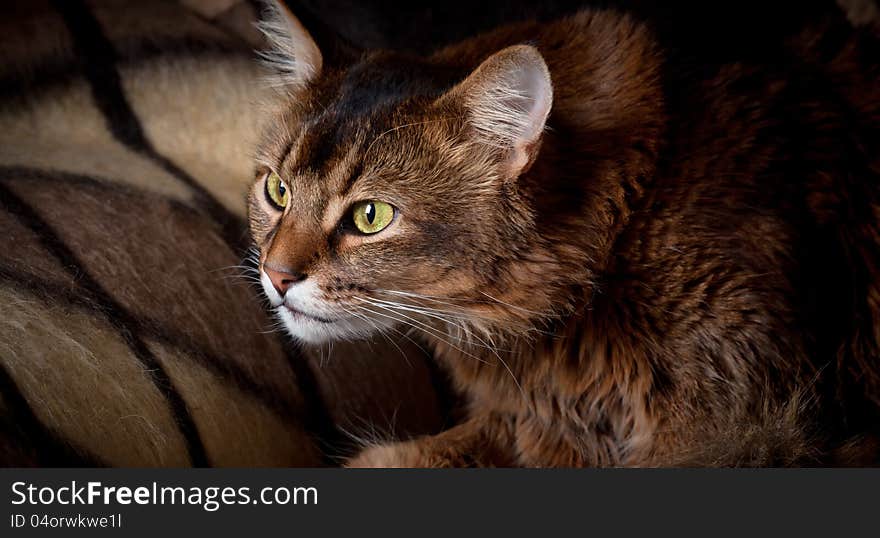 Somali cat close up in a shadow. Somali cat close up in a shadow