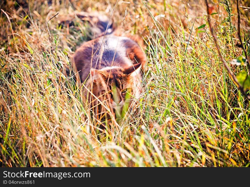 Somali cat hunting in a grass