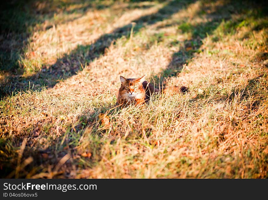 Somali cat hunting in a grass