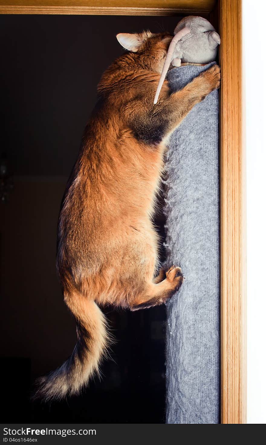 Somali cat hunting on plush rat