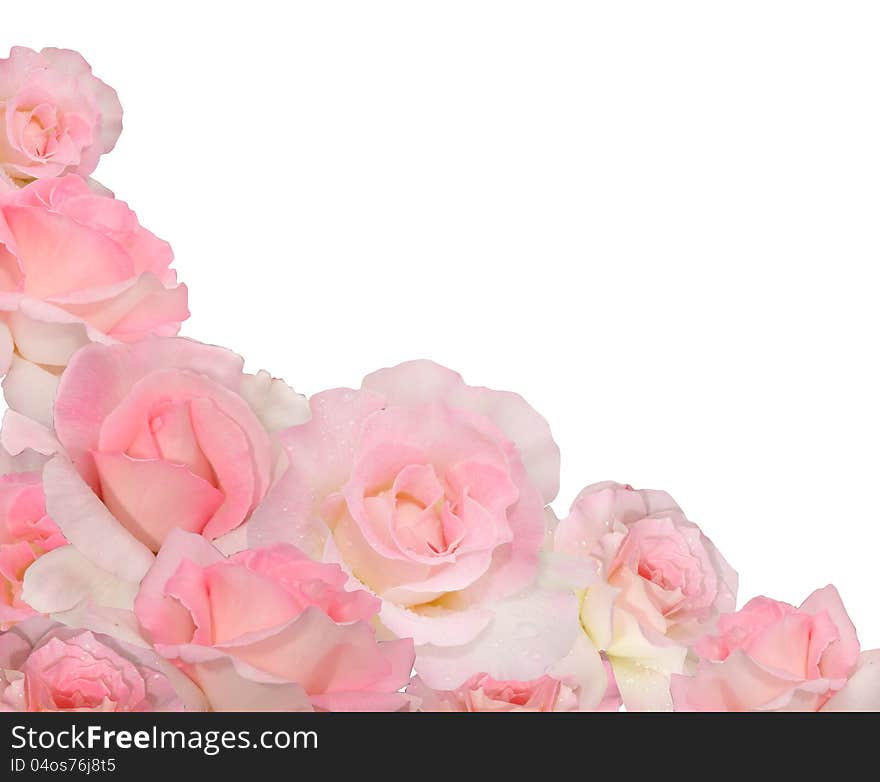 Pink roses isolated on white. Pink roses isolated on white