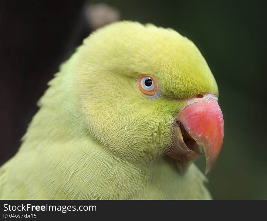 Yellow Indian Ringnecked Parakeet (Psittacula krameri). Yellow Indian Ringnecked Parakeet (Psittacula krameri)