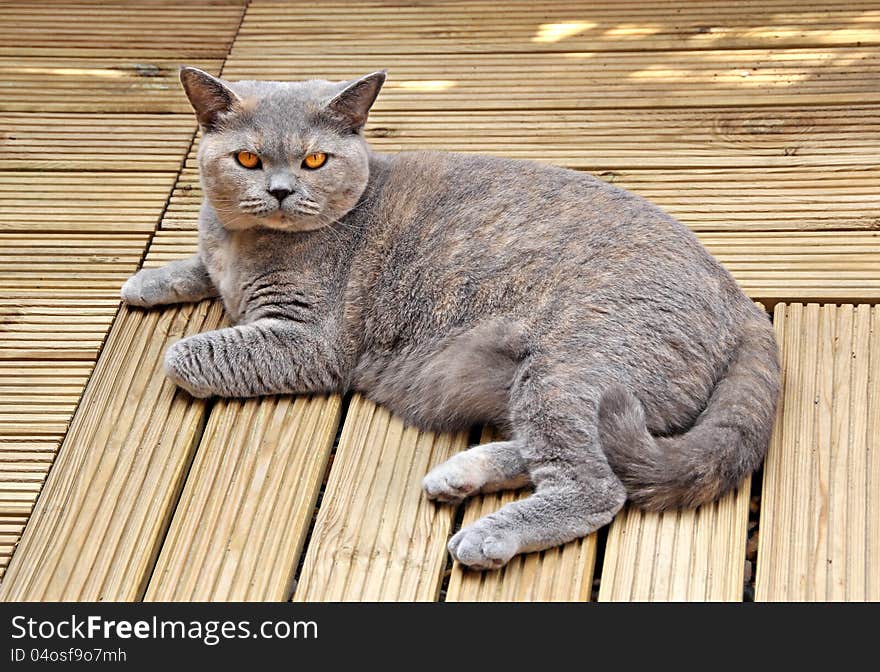 Photo of a beautiful pedigree british shorthair cat relaxing on decking boards. Photo of a beautiful pedigree british shorthair cat relaxing on decking boards.