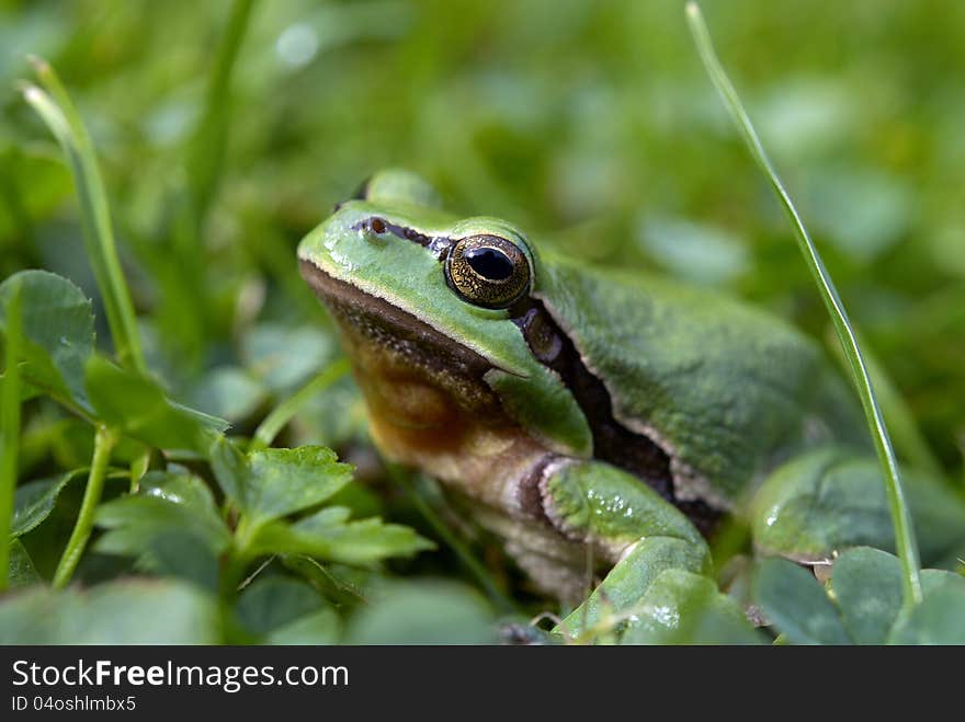 Tree-frog