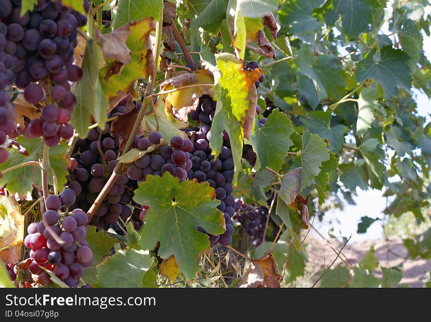 Grapes