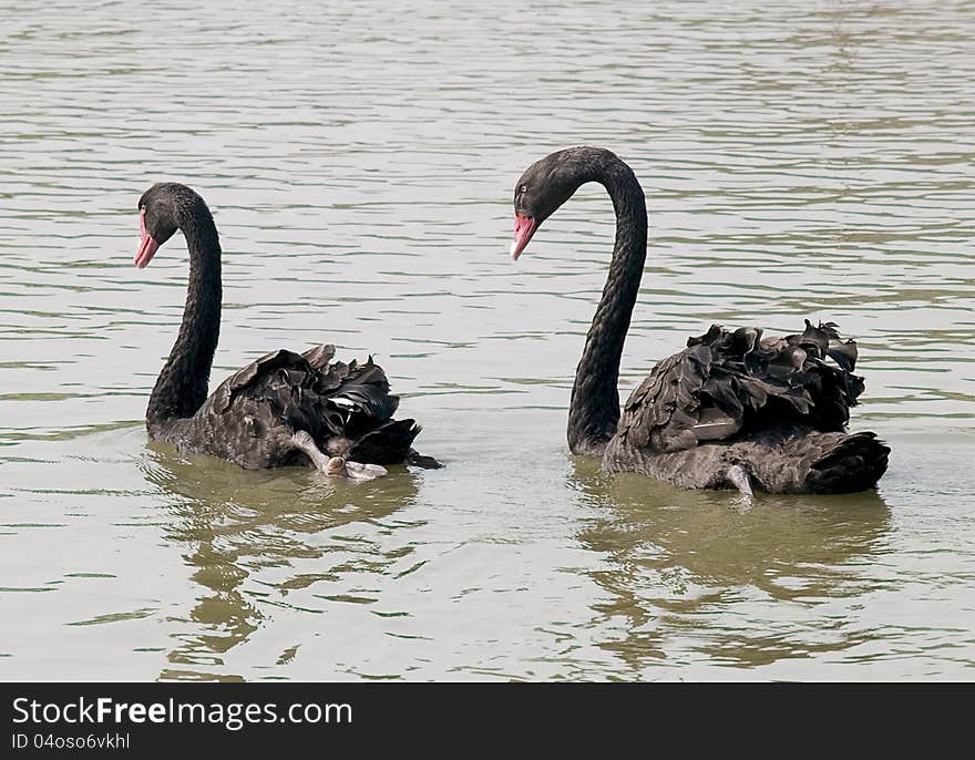 Couple black swans swimming