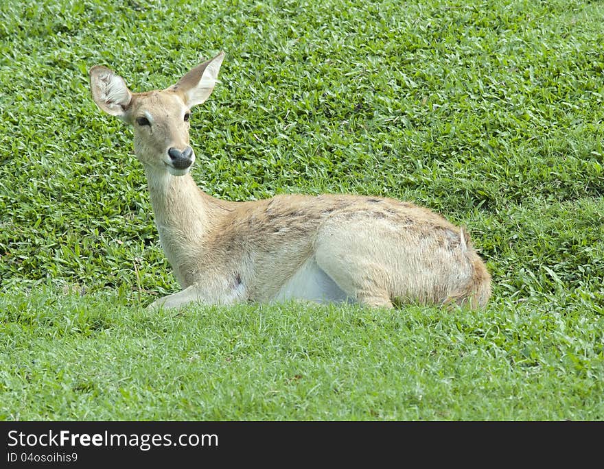 Little deer relaxing on the glass field after eating