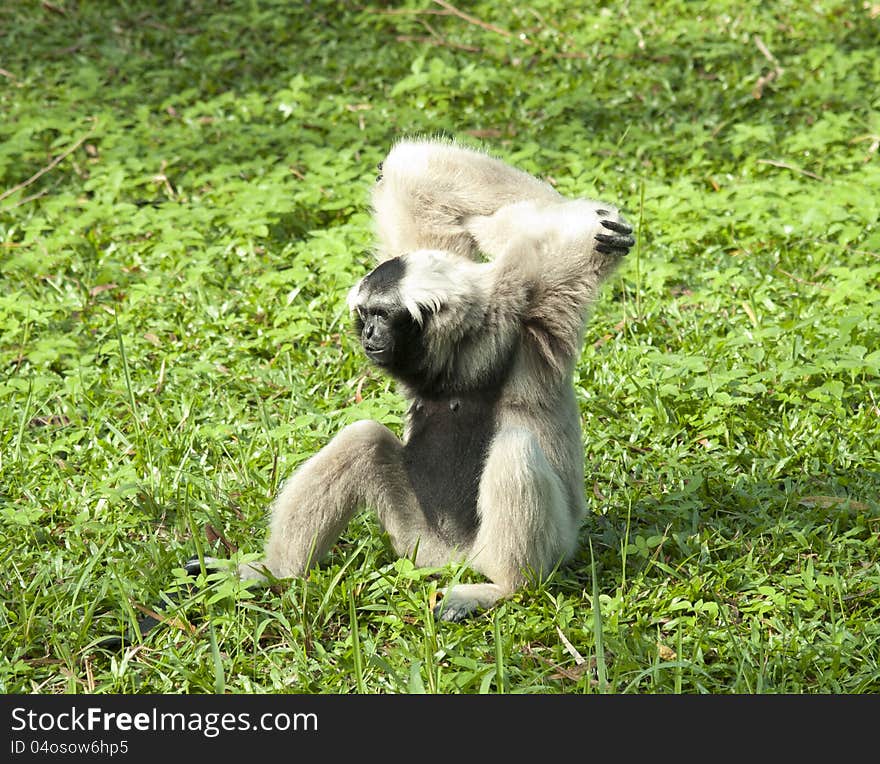 White hand gibbon the reserves animal enjoy her life at the zoo. White hand gibbon the reserves animal enjoy her life at the zoo