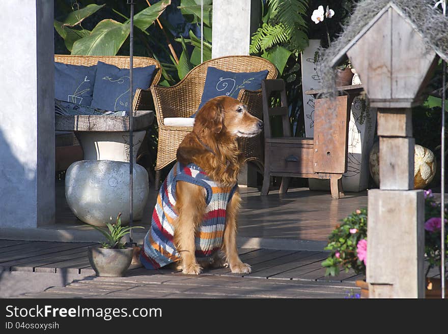 Nice and docile golden retriever dog sitting in front of my house on a sunny day in winter