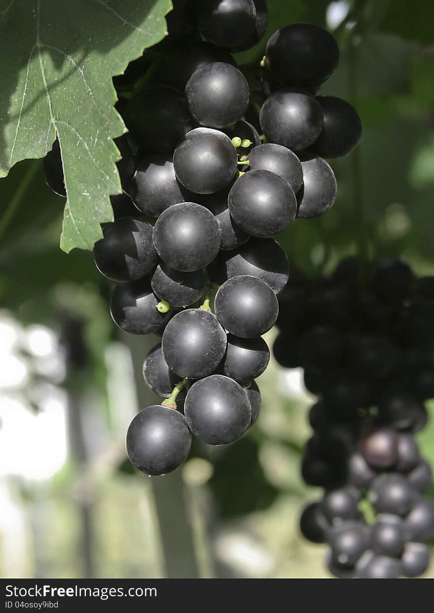 Grapes fruit at the winery yard