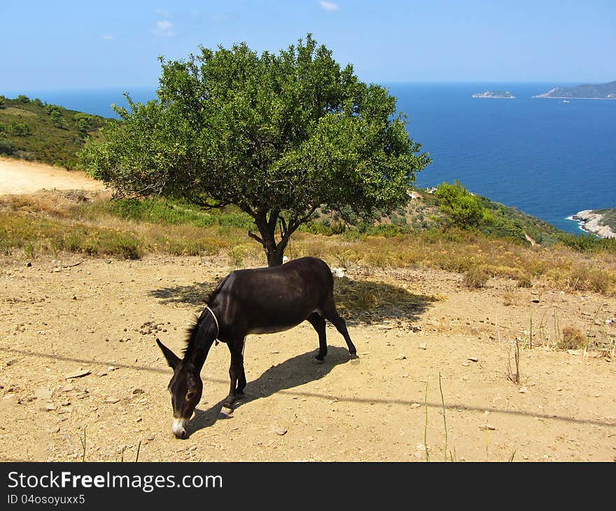 A greek donkey is eating against a lonely tree and the aegean sea at Alonisos of Greece