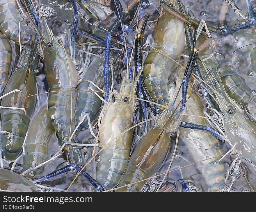 Fresh raw shrimps freeze by ice ready for sale in the seafood market