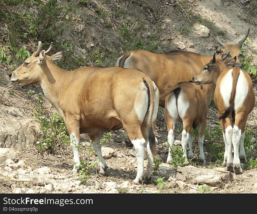 Wild Red Bulls Relaxing