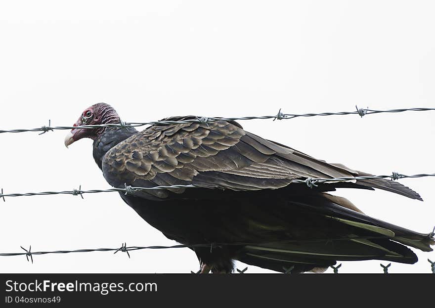 Close up turkey vulture