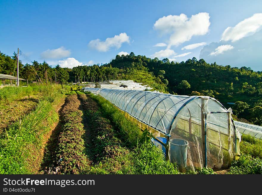 A hydroponic farming for save enviroment. A hydroponic farming for save enviroment