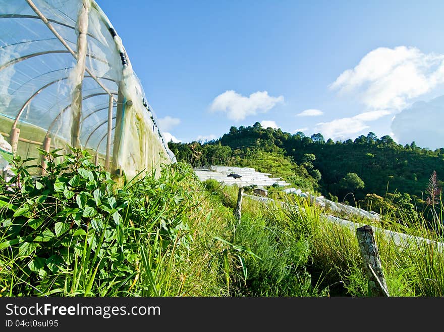 A hydroponic farming for save enviroment. A hydroponic farming for save enviroment