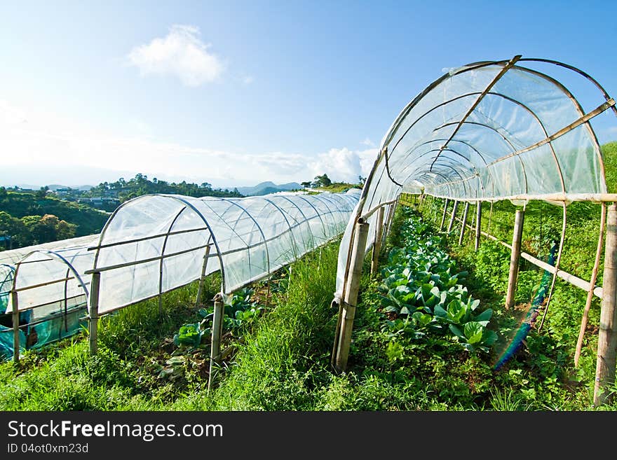 A hydroponic farming for save enviroment. A hydroponic farming for save enviroment