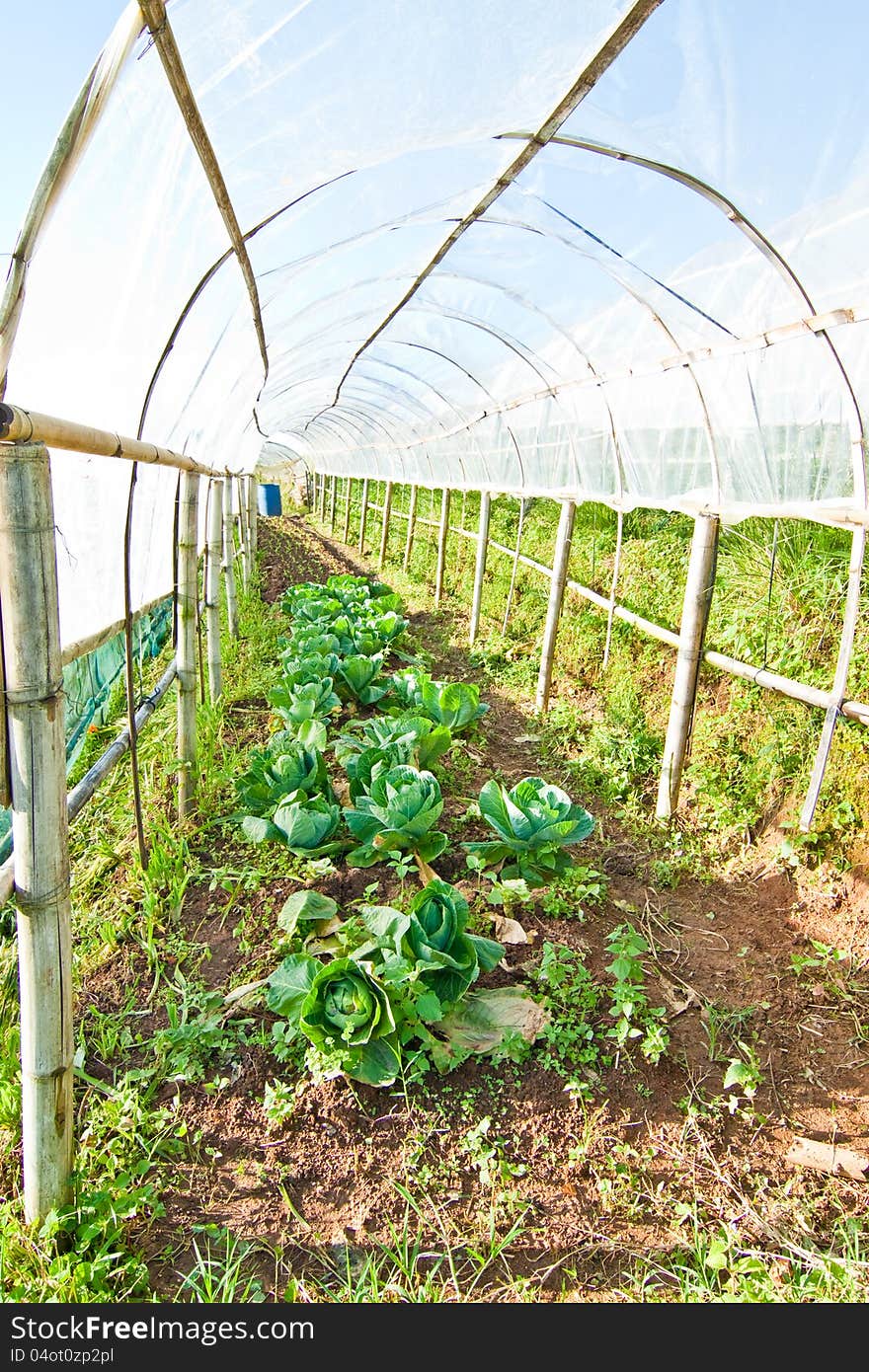 A hydroponic farming for save enviroment. A hydroponic farming for save enviroment