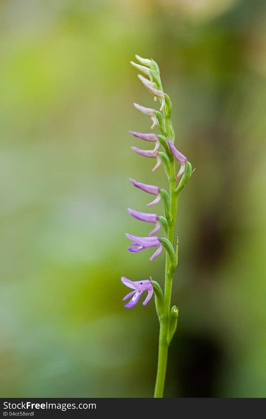 Neottianthe Orchid