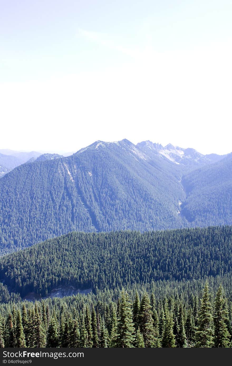 Forest And Mountains