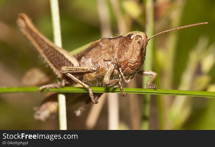 Grasshopper on a blade of grass and looked at me