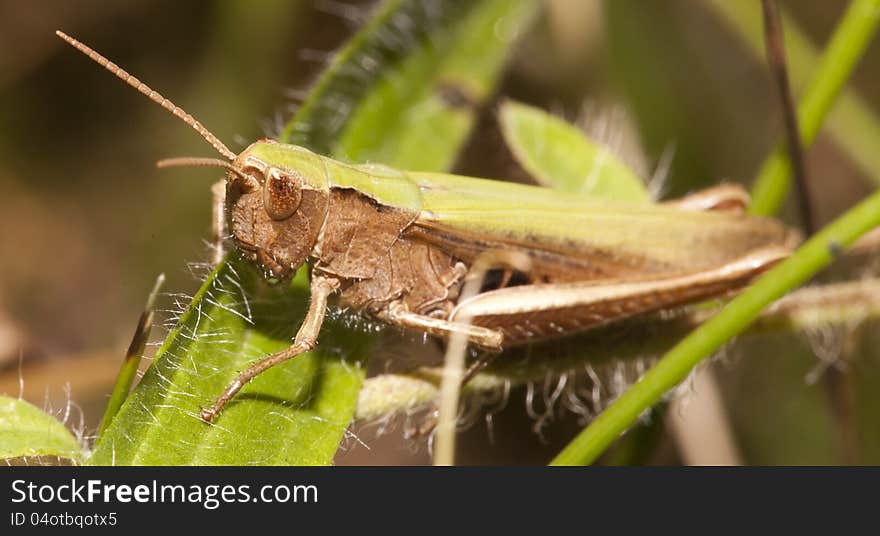 Grasshopper on a blade of grass