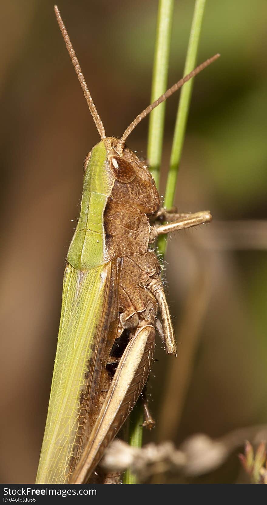 Grasshopper on a blade of grass