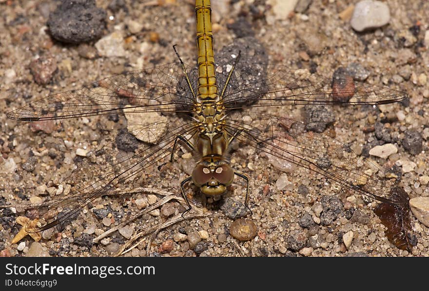 Dragonfly sitting on the rocks